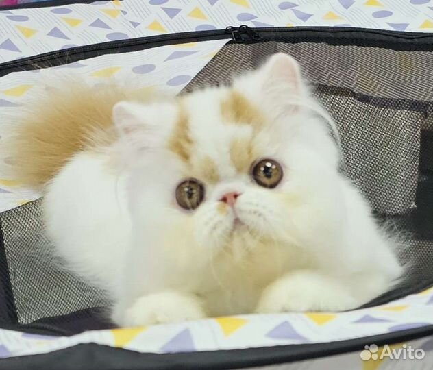 Персидский котенок