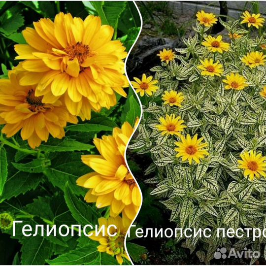 Цветы многолетние