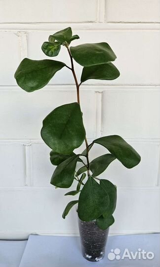 Фикус Треугольный Кокетка (Триангулярис)