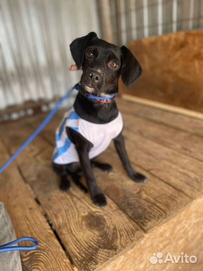 Маленькая собачка в добрые руки