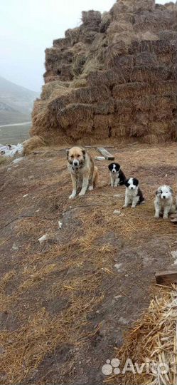 Собаки бойцовские