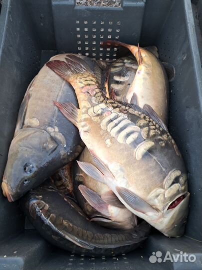 Карп живой оптом