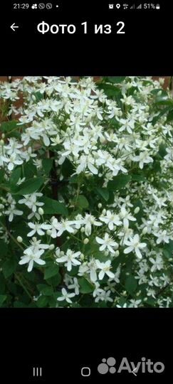 Клематис жгучий мелкоцветковый