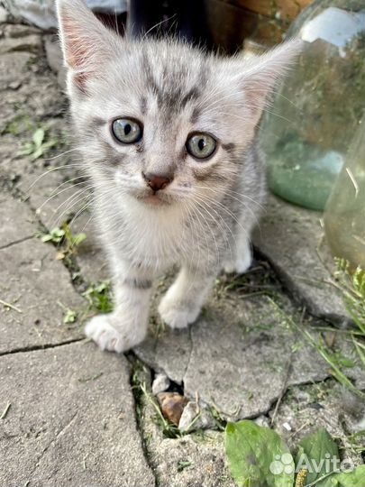 Отдам котенка