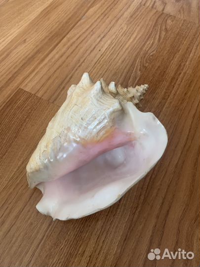 Морские раковины, цена указана за штуку