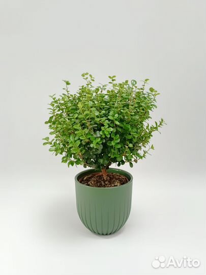 Комнатное растение Мирсина