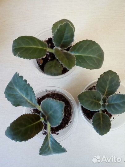 Глоксиния (детки)