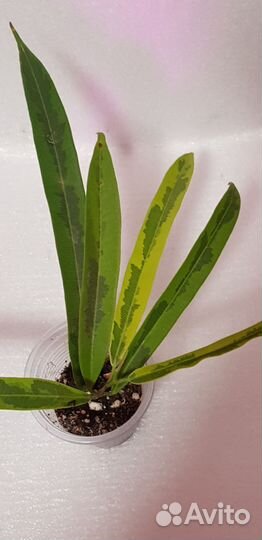 Фикус али грин голд и твилайт