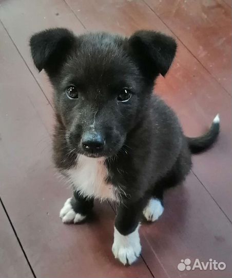 Щенок в добрые руки