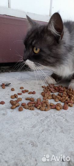 Кот в добрые руки