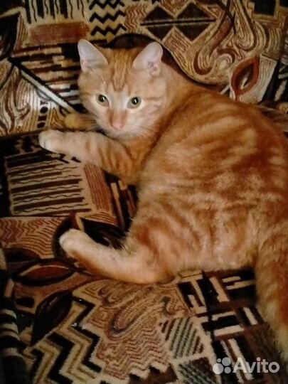 Кот