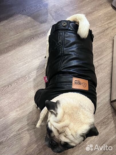 Одежда для собак