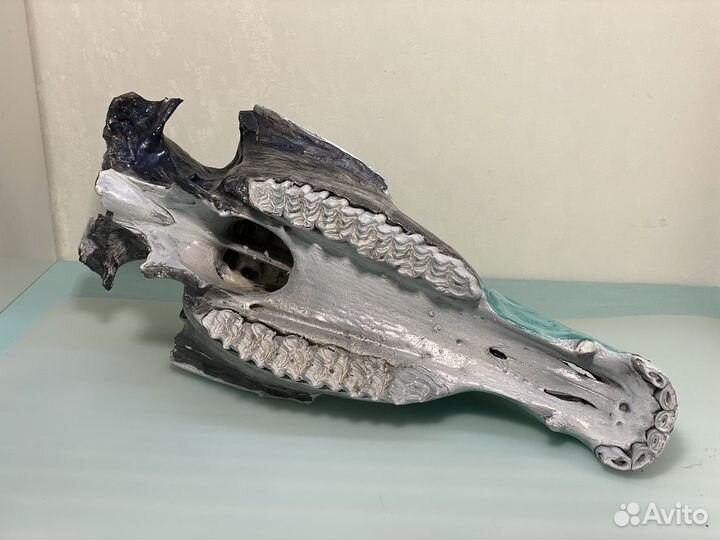 Череп лошади