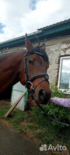 Уздечка для лошади cob