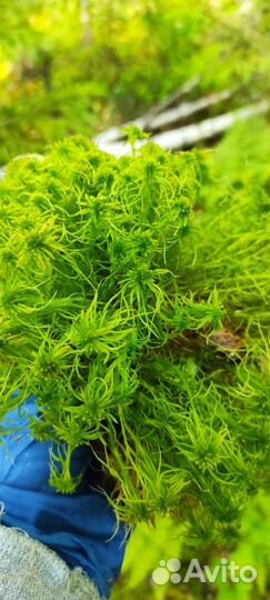 Мох сфагнум, живой для цветоводства, улиток, ягель