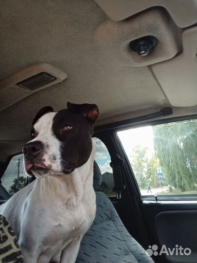 Щенки питбуля