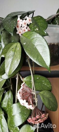 Хойя взрослая