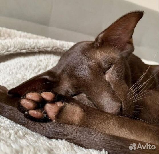 Ориентальный кот вязка