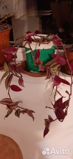 Традисканция