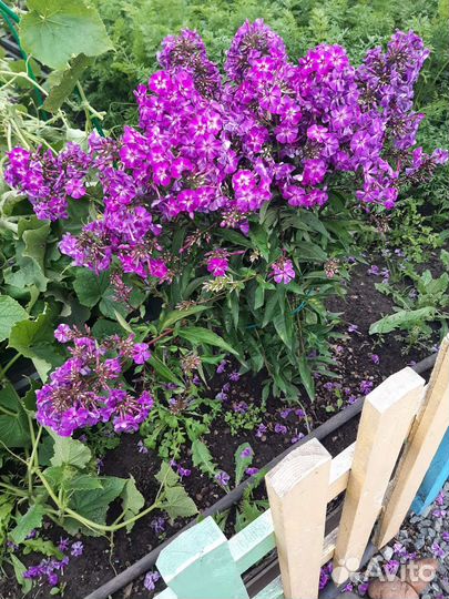 Флоксы многолетние, девичий виноград