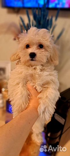 Щенки мальтипу f1 мини