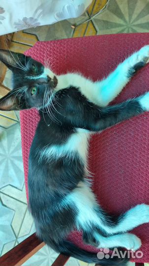 Прекрасный котик 3 месяца