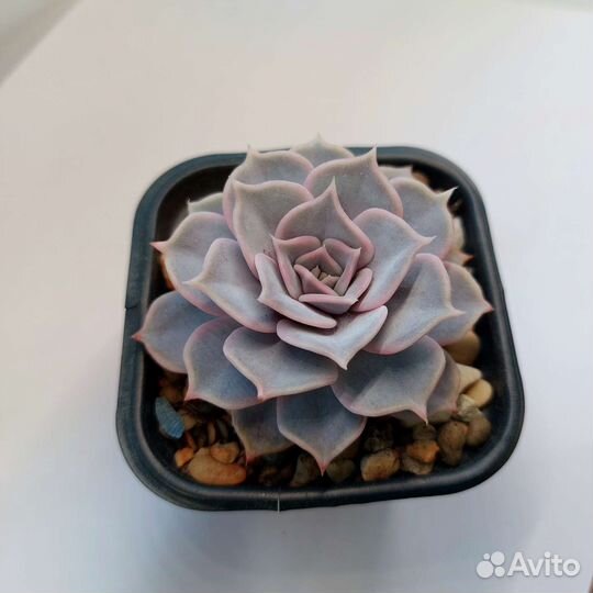 Набор листиков. Суккуленты. Эхеверии