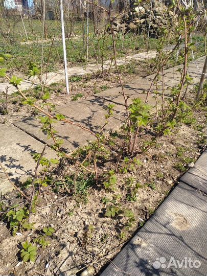 Кусты малины