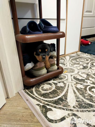 Щенок ротвейлер (Девочка)