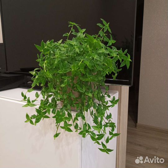 Каллизия, традесканция, комнатные растения, цветы