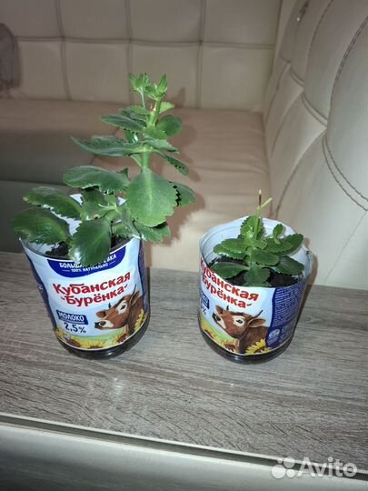 Каланхое желтый