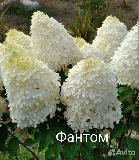 Гортензия метельчатая