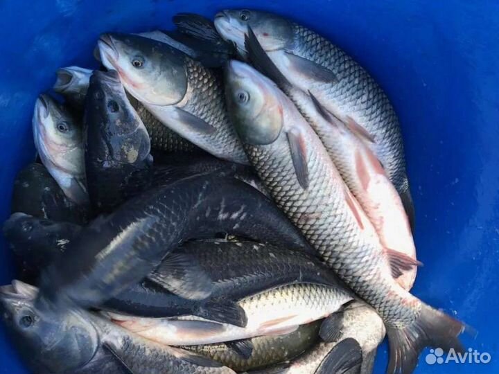 Малёк Зарыбление Карп Сазан Карась Вьюн Доставка