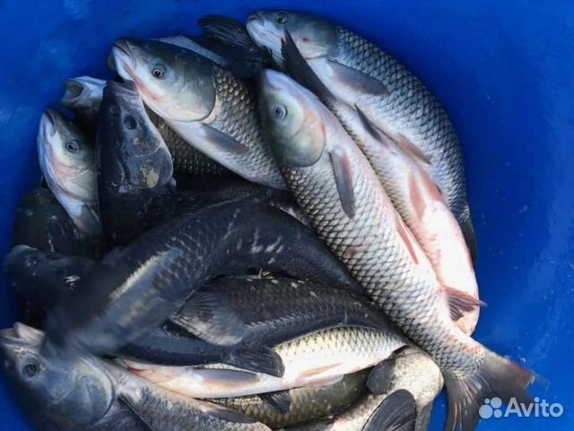 Малёк Зарыбление Карп Сазан Карась Вьюн Доставка