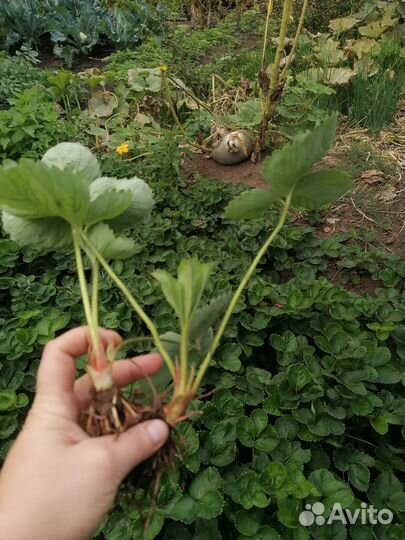 Рассада клубники 