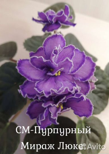 Детки фиалок, лист на срез