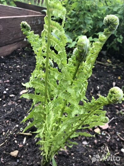 Примула, мак махровый, хризантема мультифлора,ю