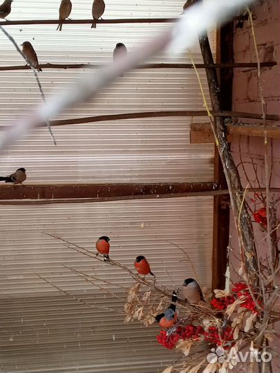 Певчие птицы