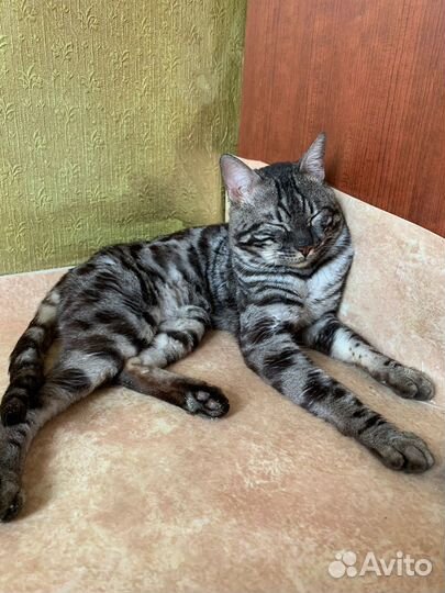 Вязка угольный бенгал