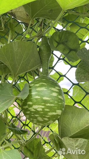 Рассада тыквы лагенарии 