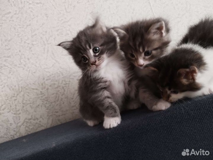 Кошки мейн-кун