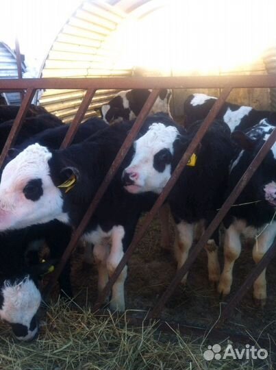 Бычки телята