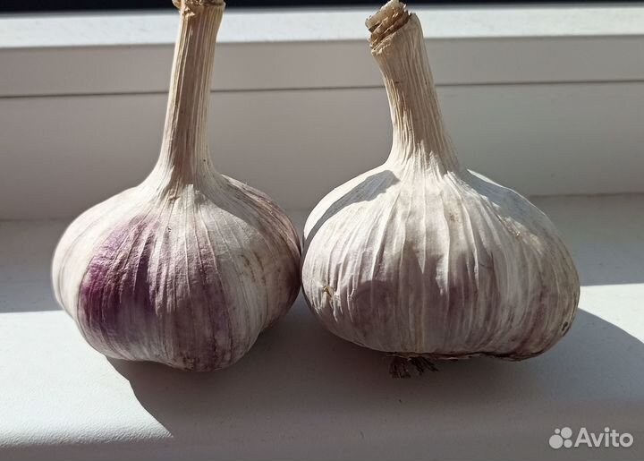 Королевский чеснок