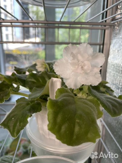 Фиалка белая