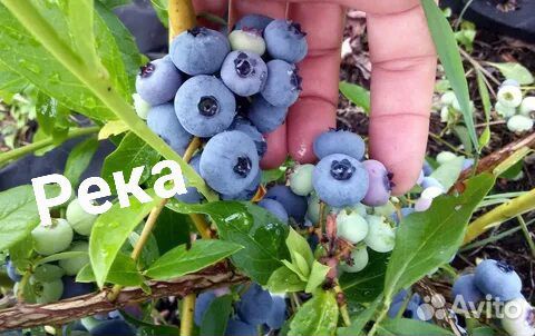 Голубика Река саженцы 2 года