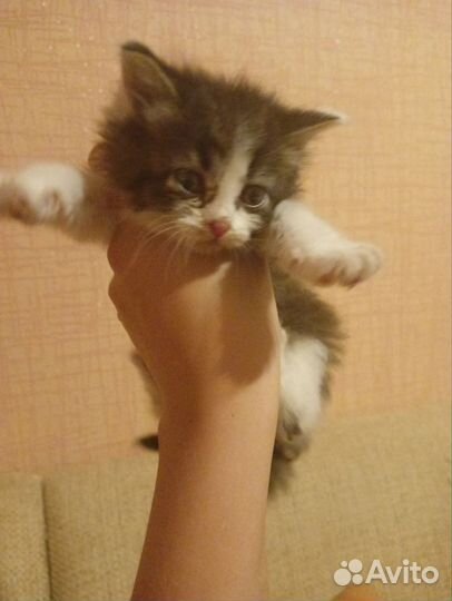 Милые котята в добрые руки