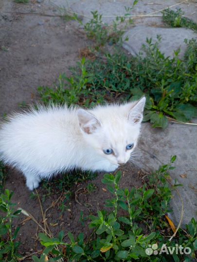 Котёнок в дар, обработан от блох, проглистован