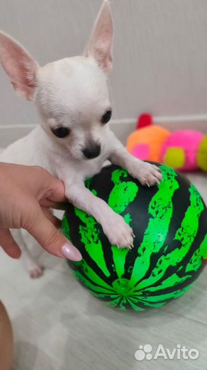 Щенки чихуахуа