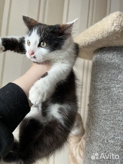 Очень красивый котенок