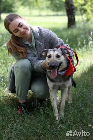 Молодая собачка Дженни ищет дом